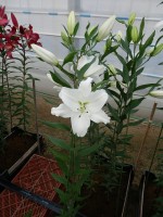 [5348 Okayama 16 ST No02.JPG]